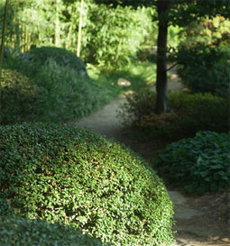 Deskundig tuinonderhoud - Mulder Natuurlijk Groen
